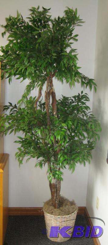 Office Plant