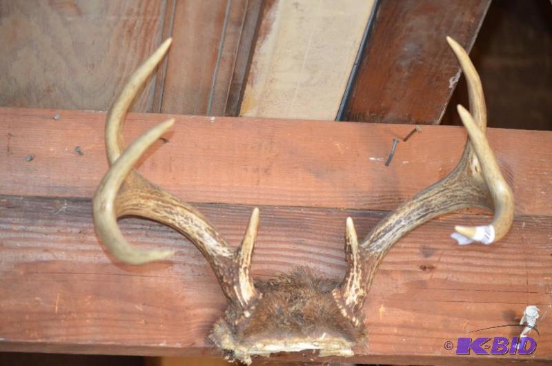 lot 56 image: 8 pt deer antler - old...