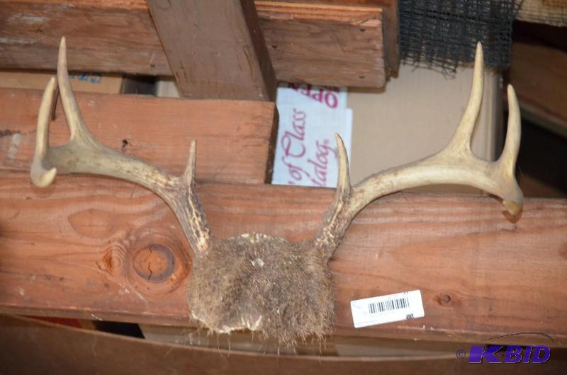 lot 57 image: Old 8 pt deer antlers...