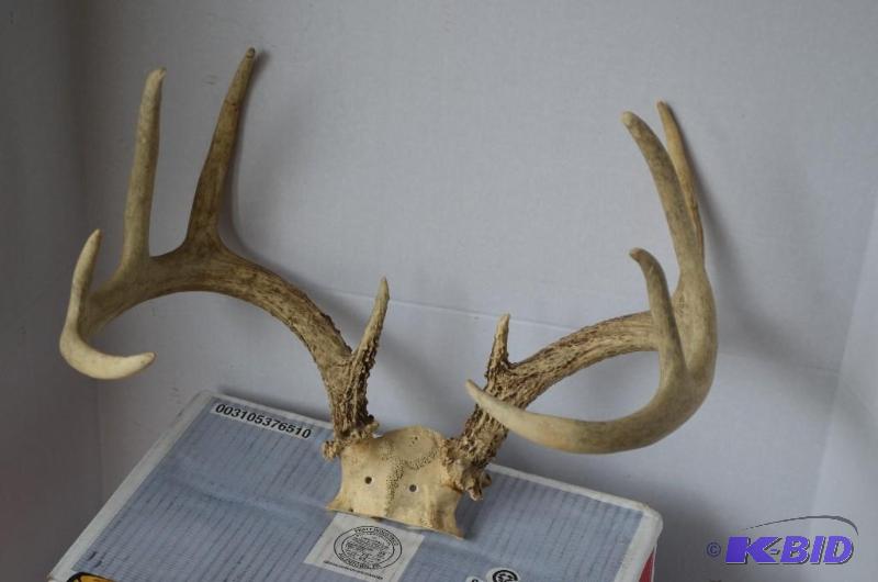 lot 59 image: 12 pt deer antlers hung at the highest point ...