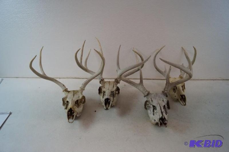 deer skulls