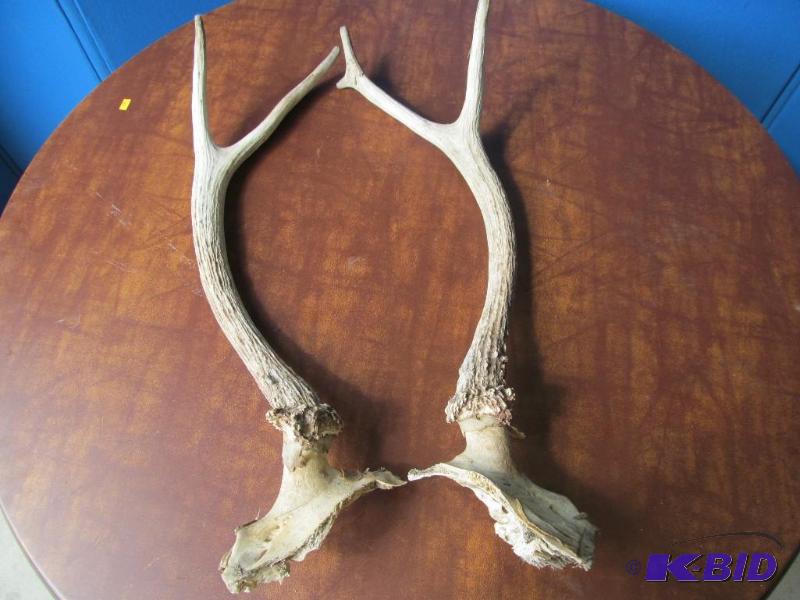 Antler
