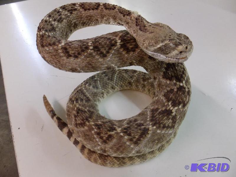 Rattle Snake