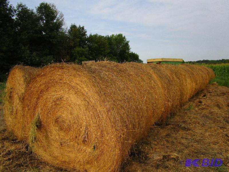 Alfalfa