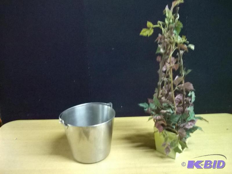 Bucket & Plant