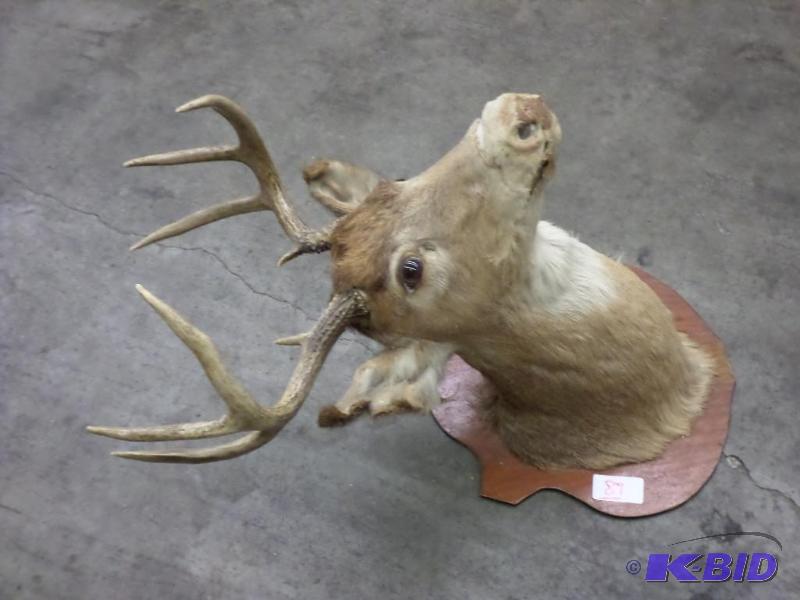 lot 89 image: Very Old 8-Point Whitetail Buck Mount...
