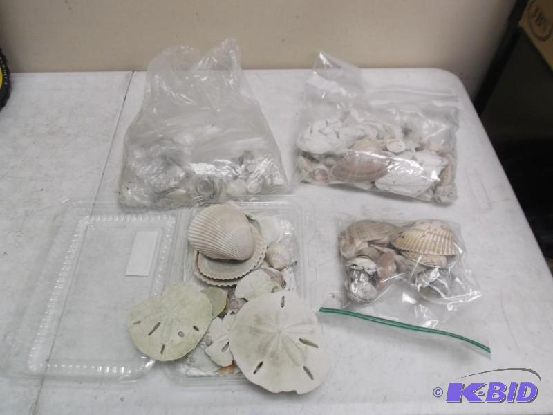 Lot Of Sea Shells, Some Sand Dollars...