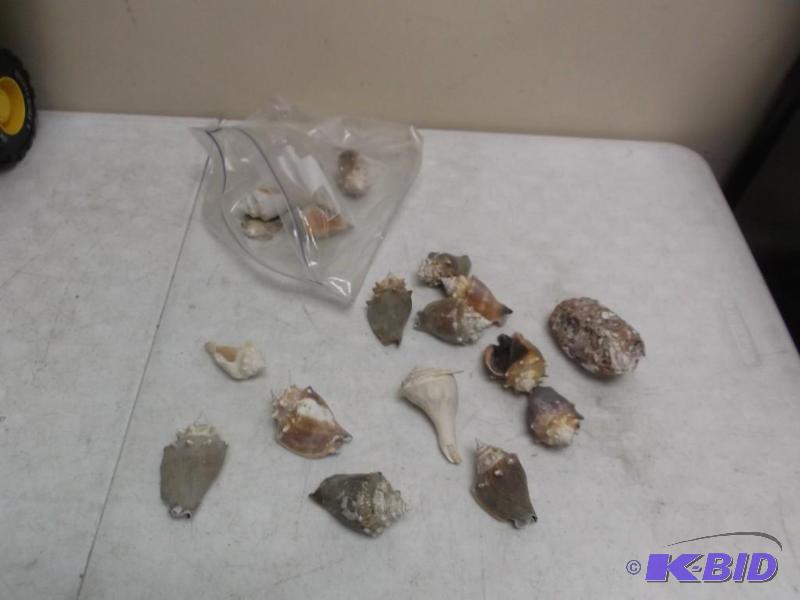 Lot Of Sea Shells...