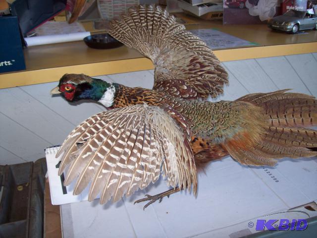 Ringneck Pheasant Wall Mount...