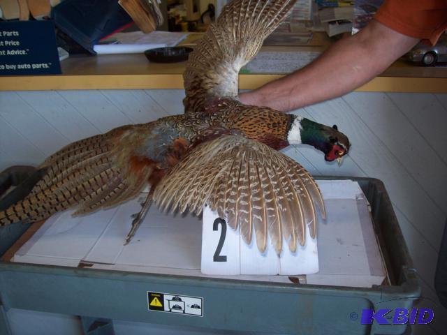 Ringneck Pheasant Wall Mount...