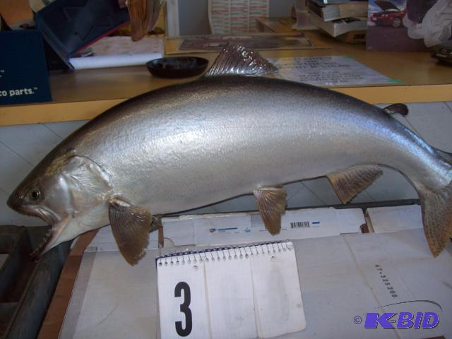 36&quot King Salmon wall Mount...