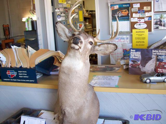 8 Point Buck Wall Mount...
