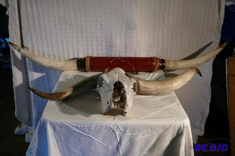 lot 275 image: Texas longhorn & steer head whorns...