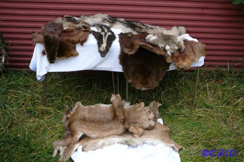 lot 310 image: Barrel of Tanned hides 3 Deer, 4 Beaver, Skun...
