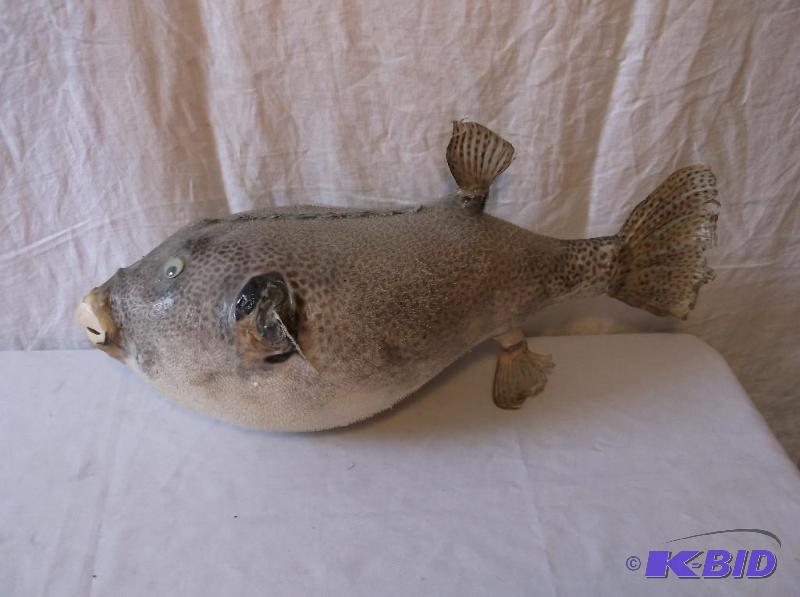 lot 159 image: Mounted Puffer fish side fins are missing top...
