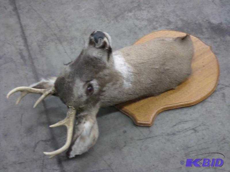 lot 25 image: 6-Point Whitetail Buck Mount...