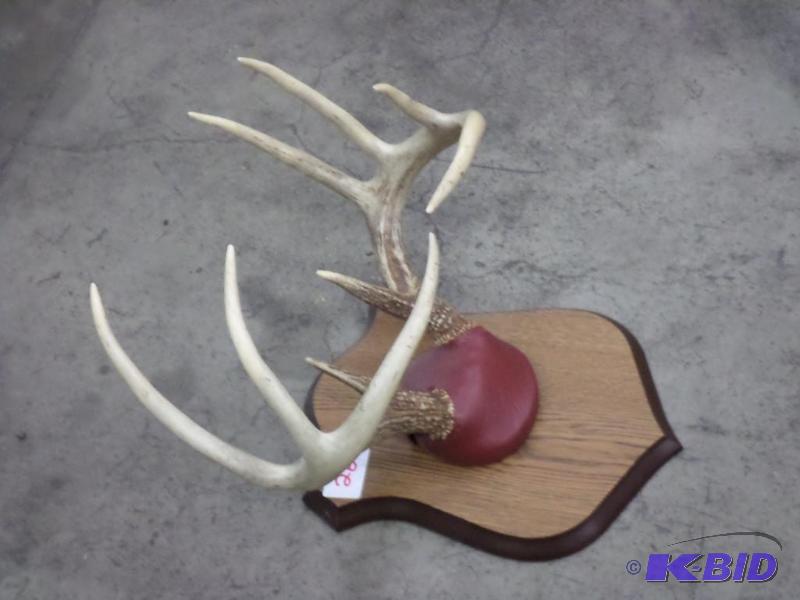 lot 26 image: 9-Point Whitetail Antler Mount...
