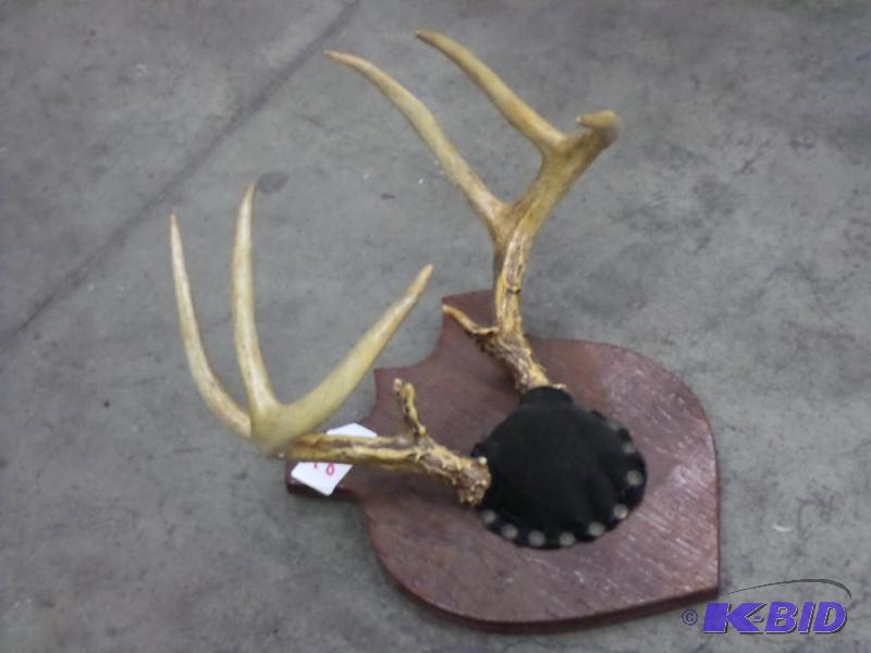 lot 27 image: 8-Point Whitetail Antler Mount...