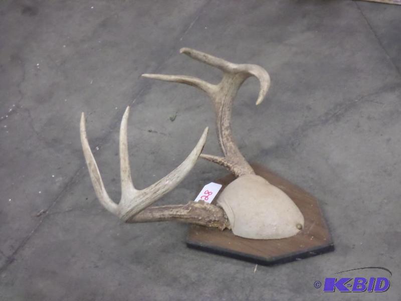lot 28 image: 8-Point Whitetail Antler Mount...