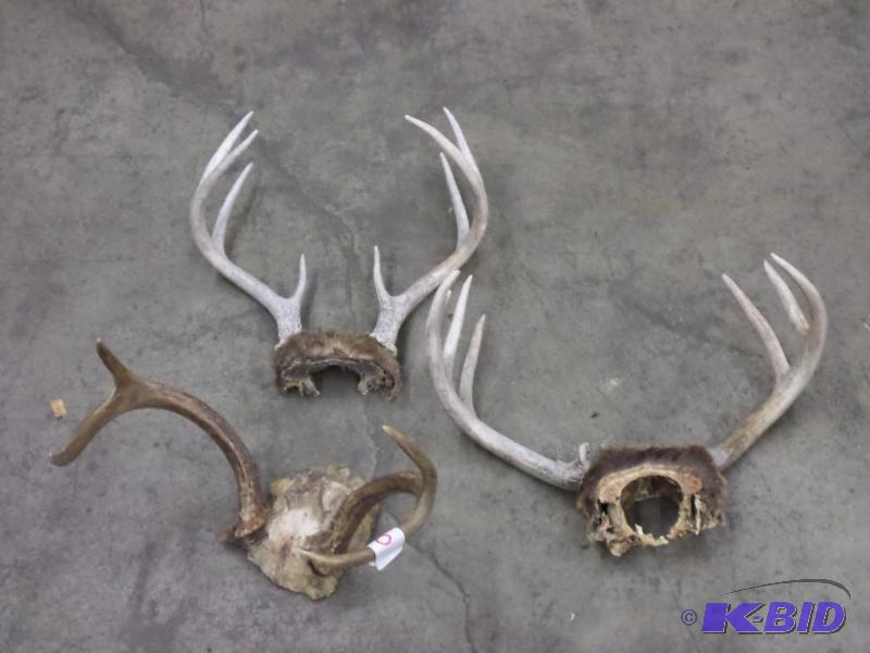 lot 30 image: (3) Whitetail Antler Sets...