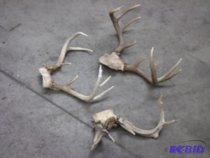 lot 31 image: (3) Whitetail Antler Sets...