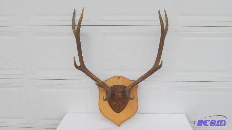 6x6 Elk Rack