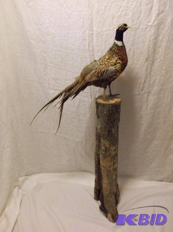 lot 1 image: Beautiful large Ring neck pheasant mounted on...