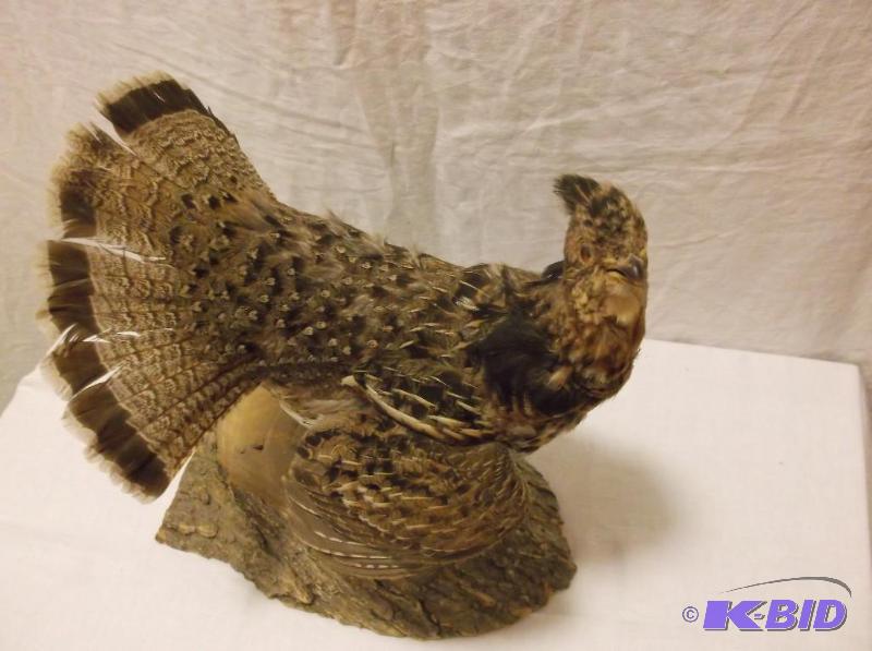 lot 2 image: Ruffled grouse mounted on log slab appears in...