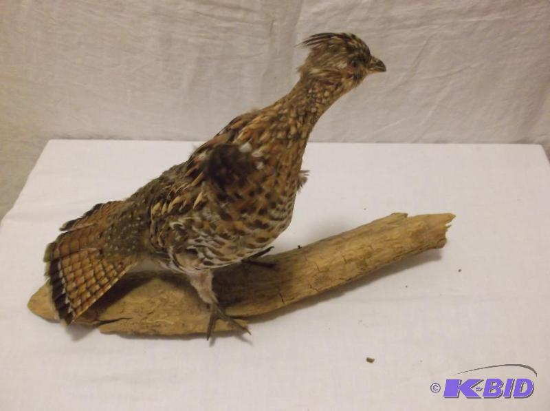 lot 3 image: Ruffled grouse mounted on piece of drift wood...