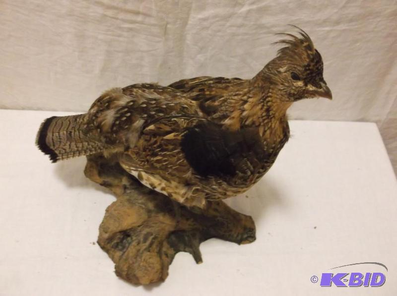 lot 6 image: Large ruffled grouse mounted on nice piece of...