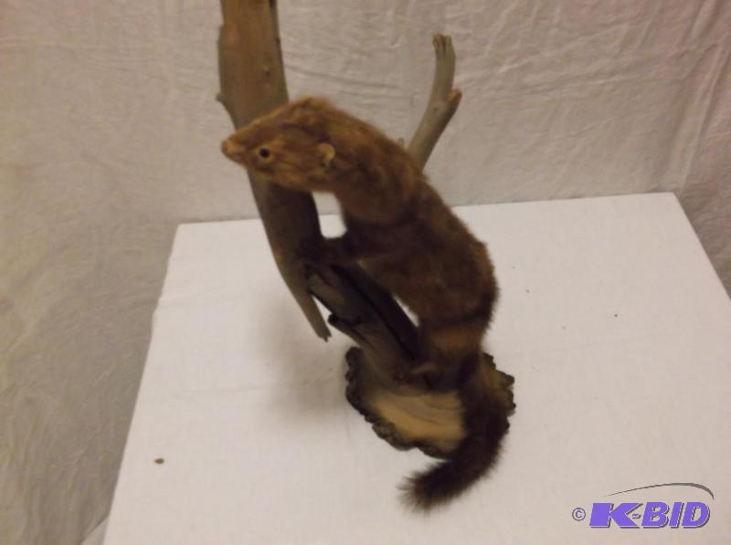 lot 7 image: Large mink mounted on slab of wood with drift...