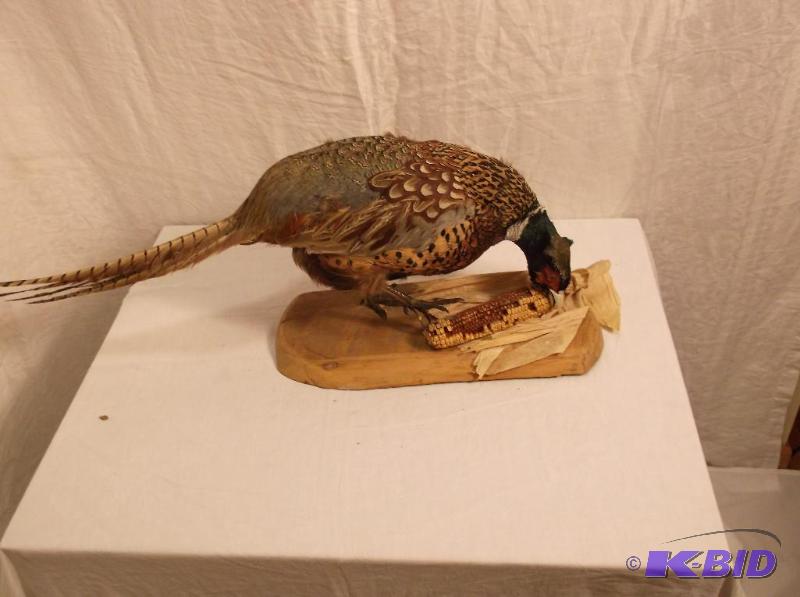 lot 8 image: Large beautiful pheasant mounted on drift woo...