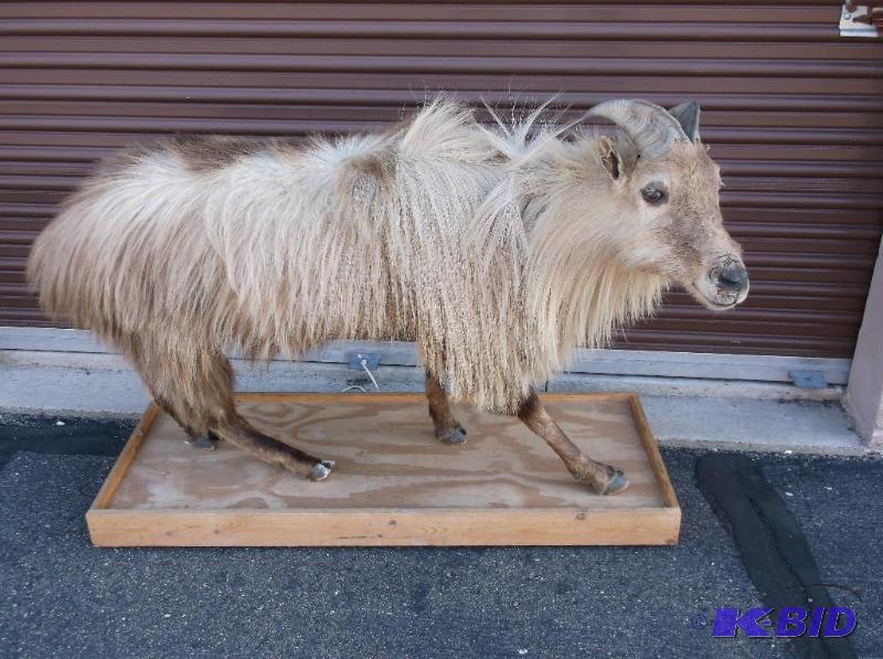 lot 9 image: Long haired goat mounted on wood platform wit...