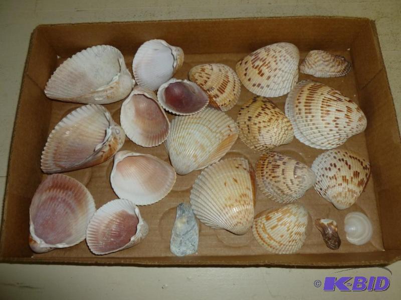 Large lot of decorative sea shells....