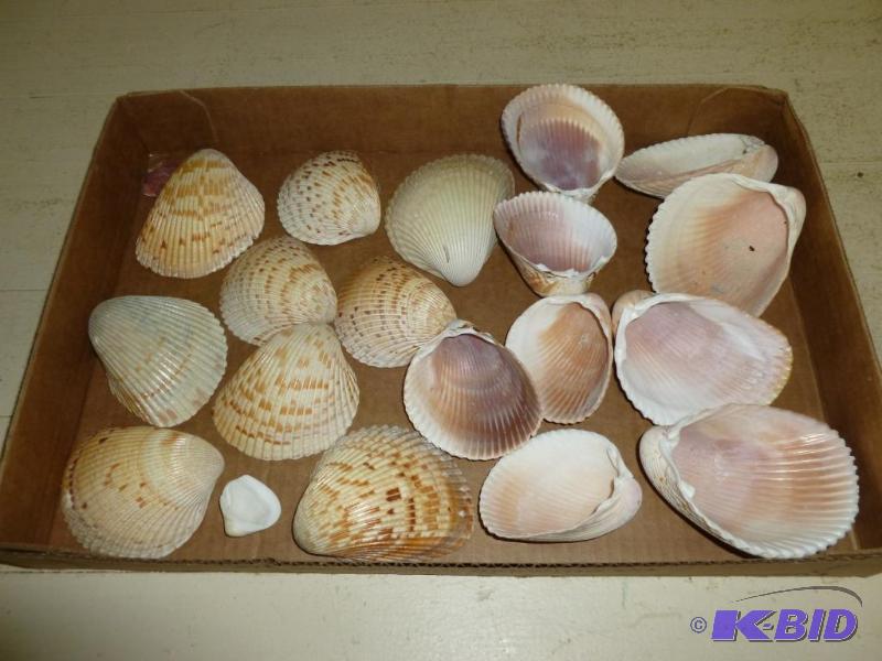 Large lot of decorative sea shells....