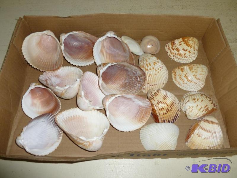 Large lot of decorative sea shells....