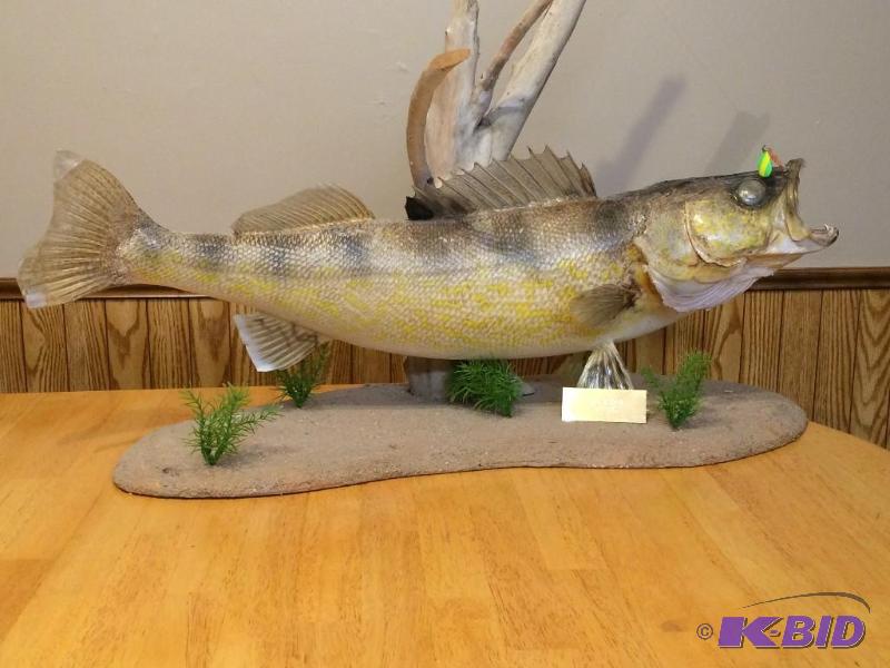 28 Inch Walleye Mount