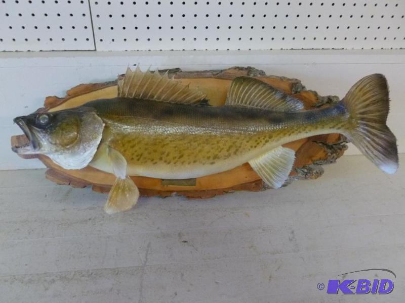lot 3 image: Large walleye fish wall board mount that meas...