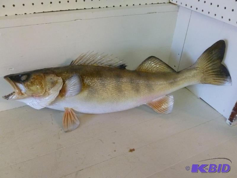 lot 4 image: Large walleye fish board mount that measures ...