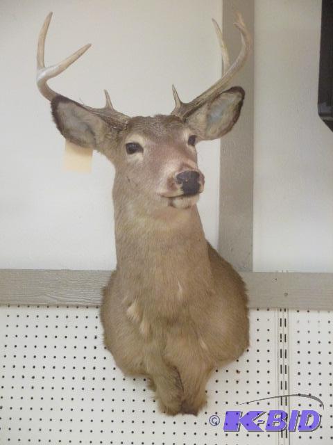 lot 00018 image: Whitetail Deer Mount 8 Point Taxidermy