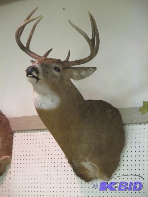 lot 00028 image: 8 Point Whitetail Deer Mount Taxidermy