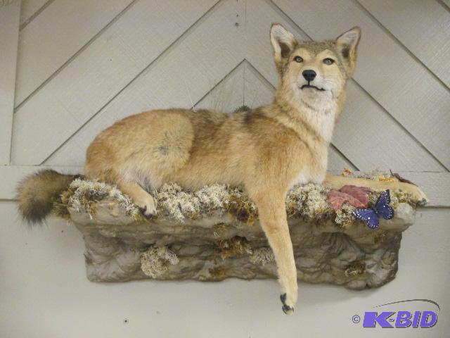 lot 00029 image: North American Coyote Mount Taxidermy Seated