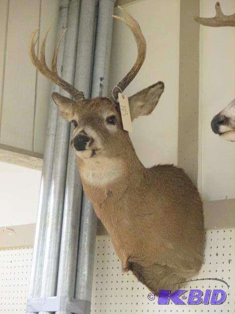 lot 00038 image: 8 Point Deer Shoulder Mount Whitetail