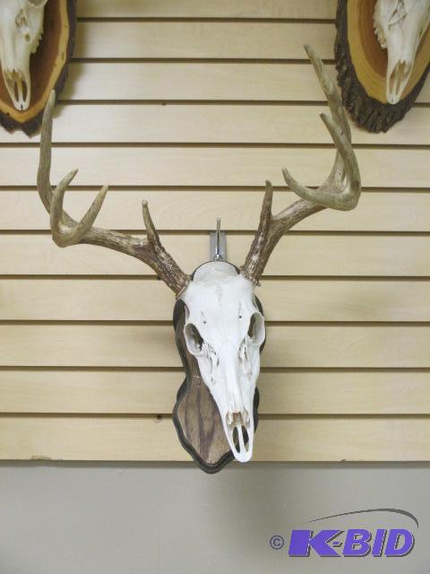 lot 00039 image: Deer Skull Mount European Plaque Pedestal 8 Point