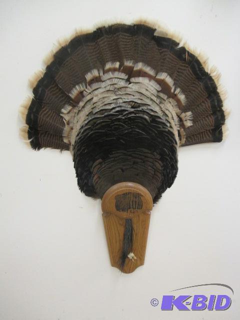 lot 00048 image: Turkey Fan Feather Mount w Beard Spurs Taxidermy