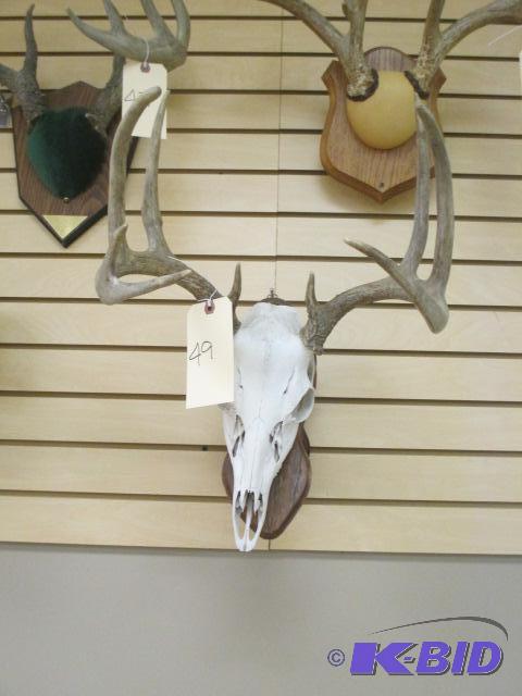 lot 00049 image: 9 Point Deer Skull Mount European Plaque