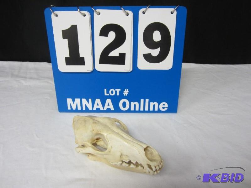 lot 00129 image: Animal Skull Carnivorous Possibly Coyote