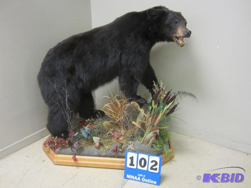 full black bear mount