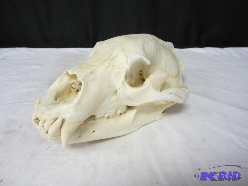 Full Sized Black Bear Mount with Skull Taxidermy | September Sporting ...