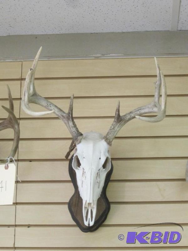 lot 131 image: Deer Skull European Mount Plaque 8 Point Buck